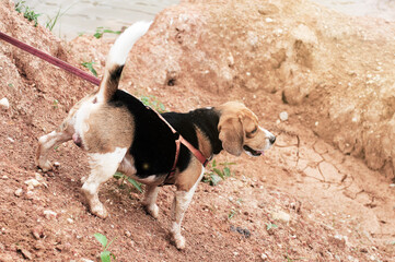 beagle dog playing playing on small soil hill