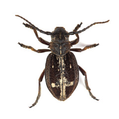 Beetle (Dorcadion equestre) isolated on white