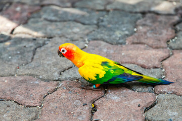 Colorful parrot.