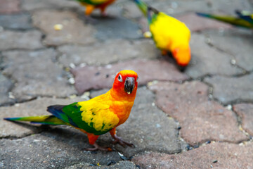 Colorful parrots.