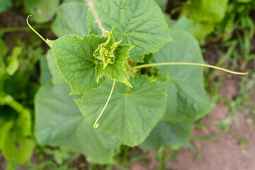 Cucumber plant