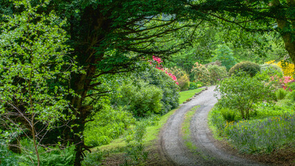 Obraz premium Country road through green forest.