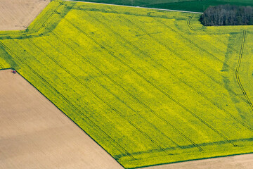 Vue aérienne d'un champ de colza en Ile et Vilaine - France