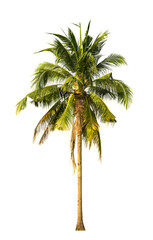 coconut trees on white background