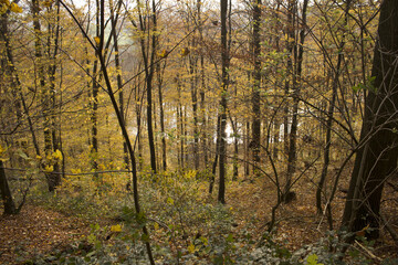 Naklejka premium Forest