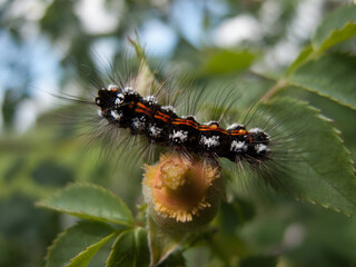SChmetterlingsraupe, bunt