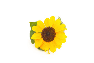 spring summer sunflower isolated on white background