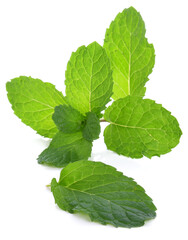 Fresh raw mint leaves isolated on white background