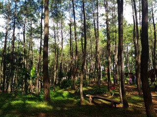 Pine forests and benches