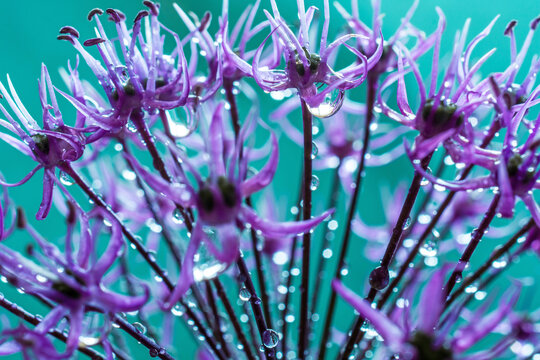 รูปภาพAlium – เลือกดูภาพถ่ายสต็อก เวกเตอร์ และวิดีโอ83,557 | Adobe Stock