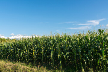 Fototapeta premium corn field with blue sky