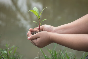 Hands clutching clay and seedlings which soft focus