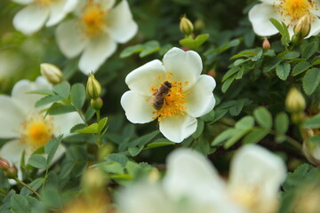 Beautiful flowers in the botanical garden