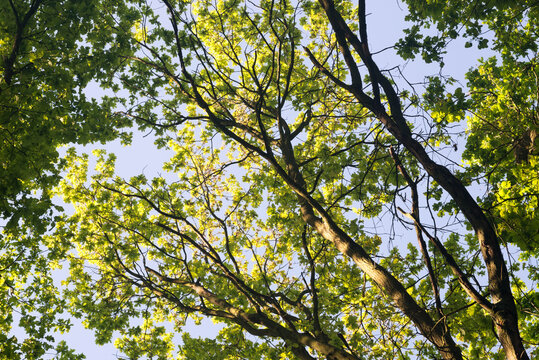 oak tree branches