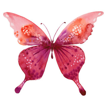 watercolor image of butterfly