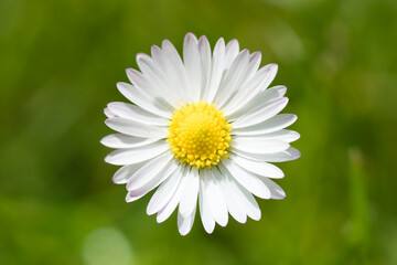 Close up photo of one bellis flower in a lawn seen from above with the blurred lawn in the background