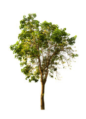 Fototapeta premium Trees isolated on white background