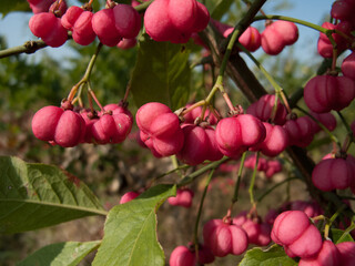Pfaffenhütchen, Früchte