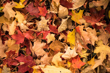 Autunm Leaves