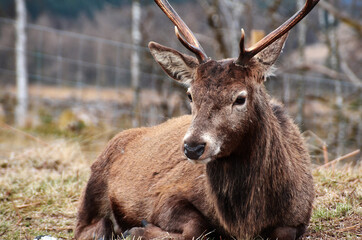 Hirsch in Schottland