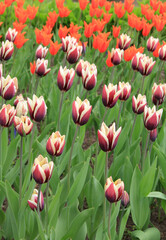 Multicolored tulips against the background of grass in the park