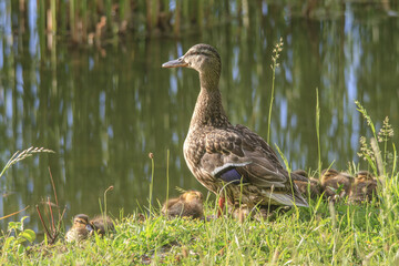 Entenmutter mit Küken