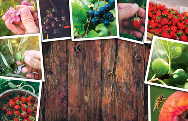 Organic fruit production, photo collage with copy space