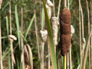 Lampenputzer (Gras) © saumhuhn