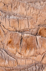 Palm tree bark texture and background