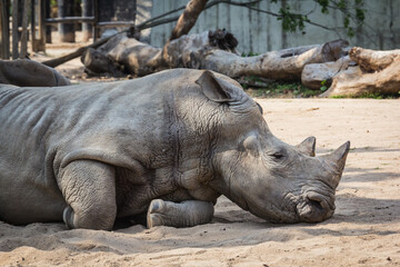 Rhino in the zoo
