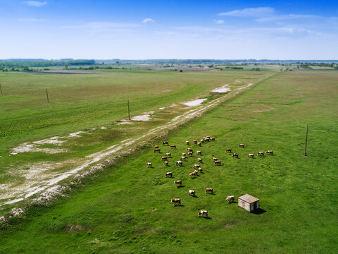 Aerial view of cows herd grazing on pasture