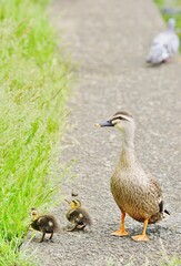 カルガモの親子