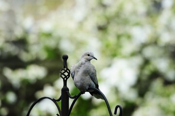European turtle dove
