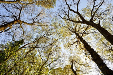 Spring woodland
