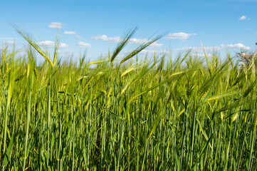 Obraz premium Field with green wheat against the blue sky