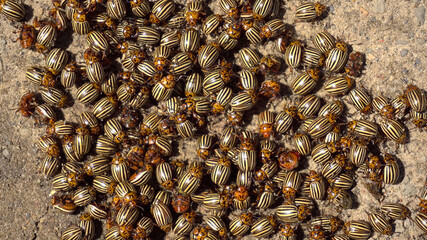 Many Colorado potato beetle