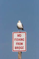 No Fishing?