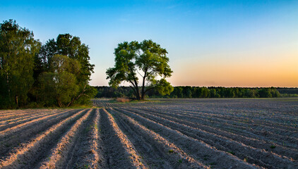Fototapeta na wymiar Plowed field with furrows and lonely treetops at sunset in the spring
