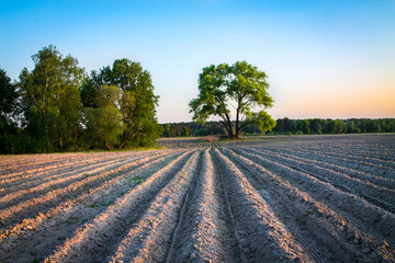 Plowed field with furrows and lonely treetops at sunset in the spring