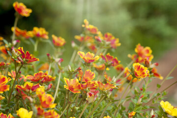 Beautiful Common Purslane flower orange color.