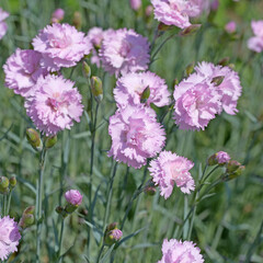 Fototapeta premium Nelken, Dianthus
