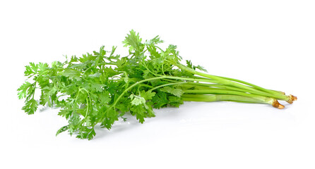 coriander on white background
