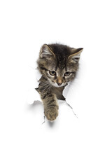 Kitty in hole of paper, little grey tabby cat getting out through torn white background, funny pet - 157297880