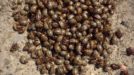 Many Colorado potato beetle