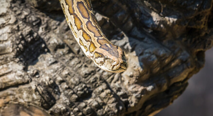 Python reptiles in the zoo
