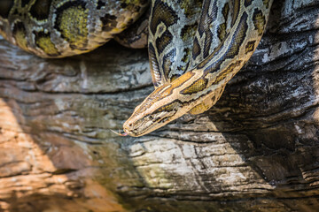 Python reptiles in the zoo
