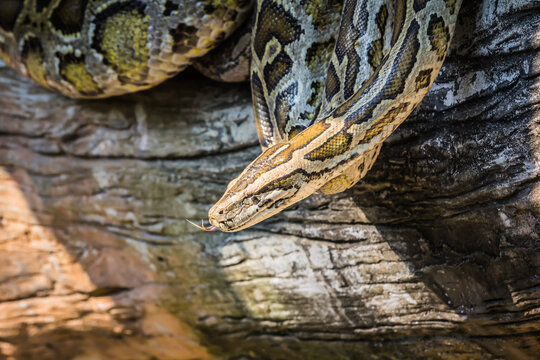 Python reptiles in the zoo
