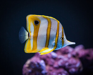 Naklejka premium Copperband Butterfly fish