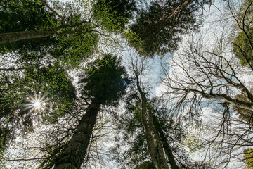 abstraction green crown of trees against the sky, the bottom view and the rays of the sun