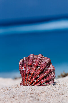 Sea shell on tropical sandy beach with blue sea as a background in Cancun